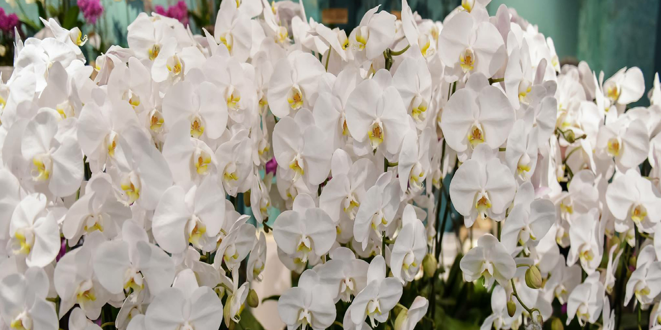 Simply Elegant Premium Orchids